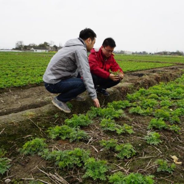 Authentic DaoDi herbs growing in the field